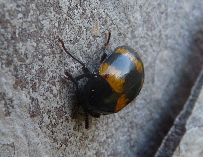Piccoli coleotteri su un pino:   Diaperis boleti